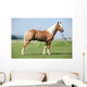 Haflinger Stallion