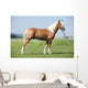 Haflinger Stallion