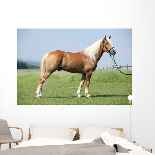 Haflinger Stallion
