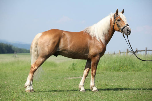 Haflinger Stallion