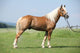 Haflinger Stallion