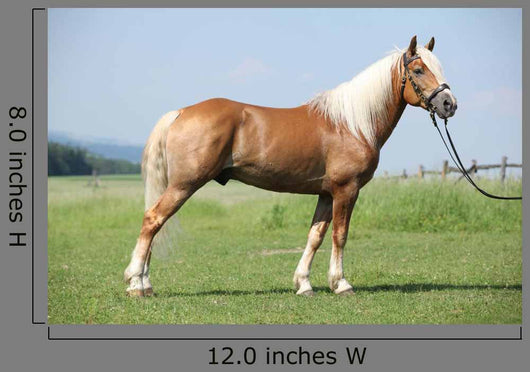 Haflinger Stallion