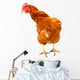 Rhode Island Red Chicken Wall Decal