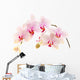 Phalaenopsis Wall Decal