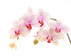 Phalaenopsis Wall Decal