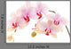 Phalaenopsis Wall Decal