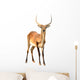 Red Lechwe Isolated on White Background Wall Decal