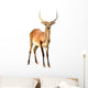 Red Lechwe Isolated on White Background Wall Decal