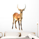 Red Lechwe Isolated on White Background Wall Decal