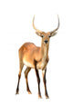 Red Lechwe Isolated on White Background Wall Decal