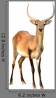 Red Lechwe Isolated on White Background Wall Decal