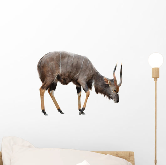 Nyala Isolated on White Background Wall Decal
