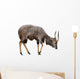 Nyala Isolated on White Background Wall Decal