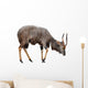 Nyala Isolated on White Background Wall Decal