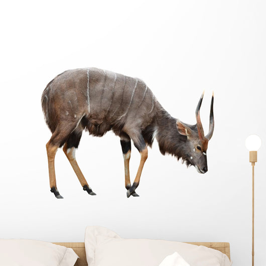 Nyala Isolated on White Background Wall Decal