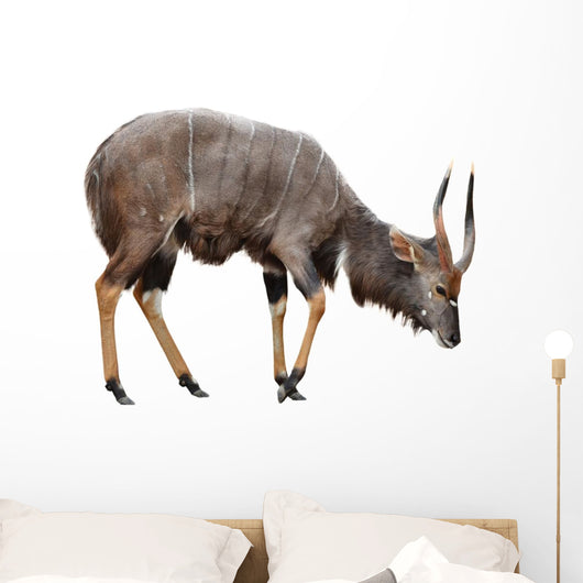Nyala Isolated on White Background Wall Decal