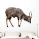 Nyala Isolated on White Background Wall Decal