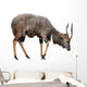 Nyala Isolated on White Background Wall Decal