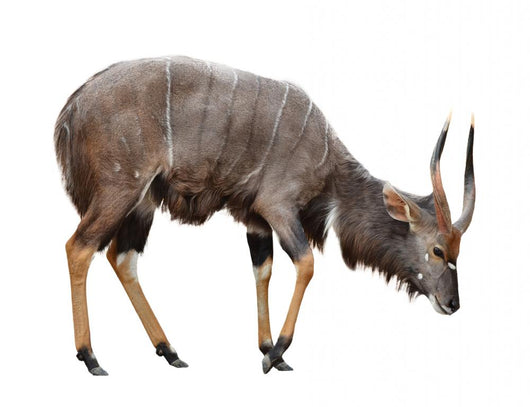Nyala Isolated on White Background Wall Decal