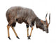 Nyala Isolated on White Background Wall Decal