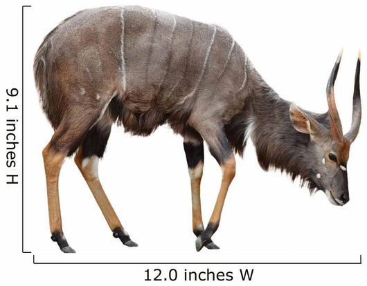 Nyala Isolated on White Background Wall Decal