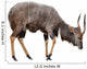 Nyala Isolated on White Background Wall Decal