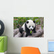 Cute Young Panda Cub