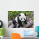 Cute Young Panda Cub