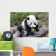 Cute Young Panda Cub