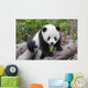 Cute Young Panda Cub