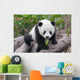Cute Young Panda Cub