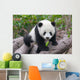 Cute Young Panda Cub
