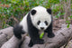 Cute Young Panda Cub