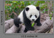Cute Young Panda Cub