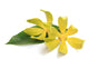 Ylang-ylang flower Wall Decal
