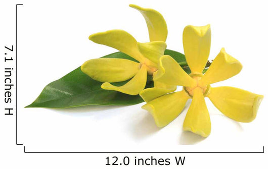 Ylang-ylang flower Wall Decal