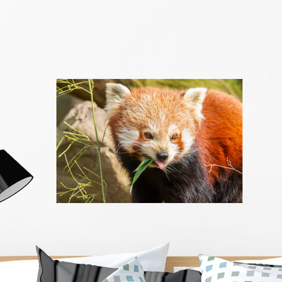 Red Panda Firefox or shown on a wall