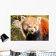 Red Panda Firefox or