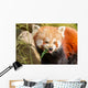 Red Panda Firefox or