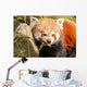 Red Panda Firefox or