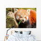 Red Panda Firefox or