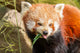 Red Panda Firefox or