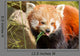 Red Panda Firefox or