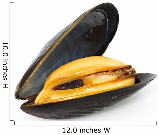 Mussel