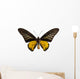Male Golden Birdwing Butterfly