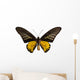 Male Golden Birdwing Butterfly