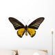 Male Golden Birdwing Butterfly