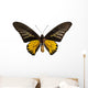 Male Golden Birdwing Butterfly