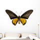 Male Golden Birdwing Butterfly