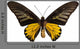 Male Golden Birdwing Butterfly